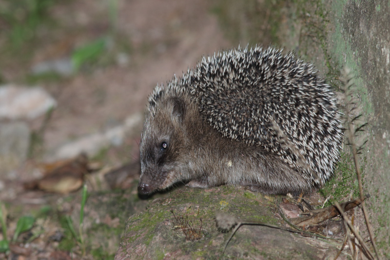 Riccio cucciolo